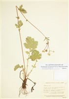 藏品(水楊梅屬)的圖片